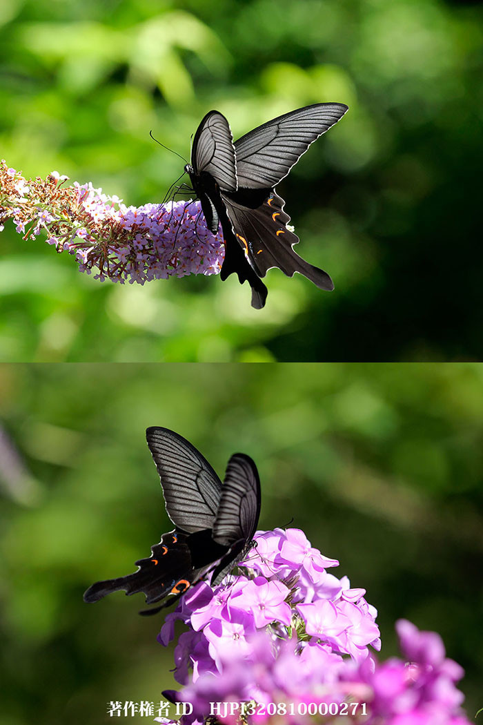 庭のオナガアゲハ