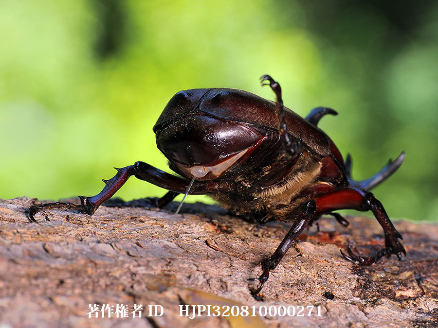 片足を上げるカブトムシのおしっこ