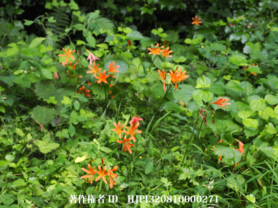 キツネノカミソリ