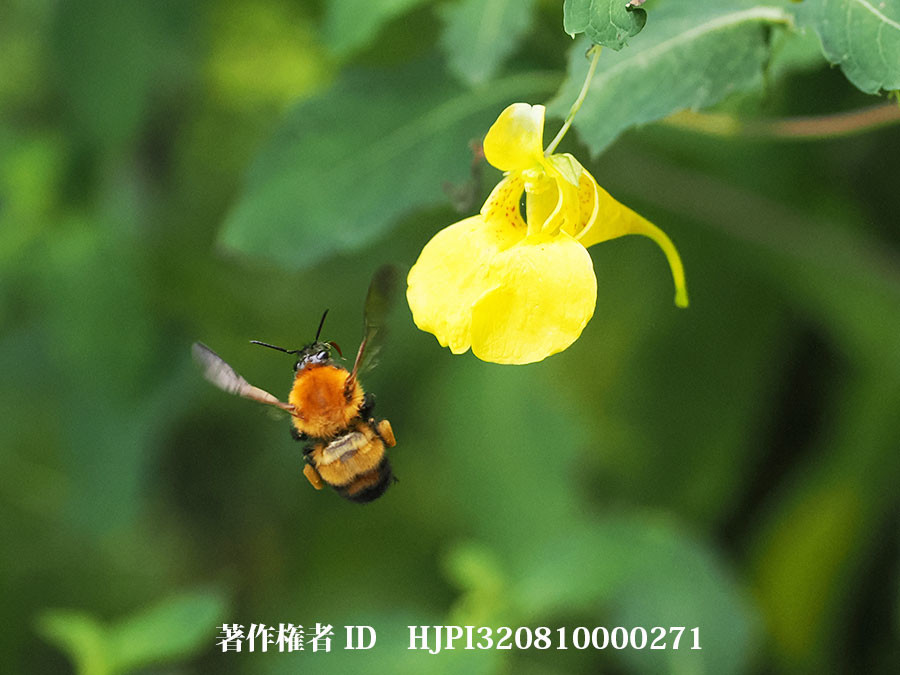 キツリフネにマルハナバチ