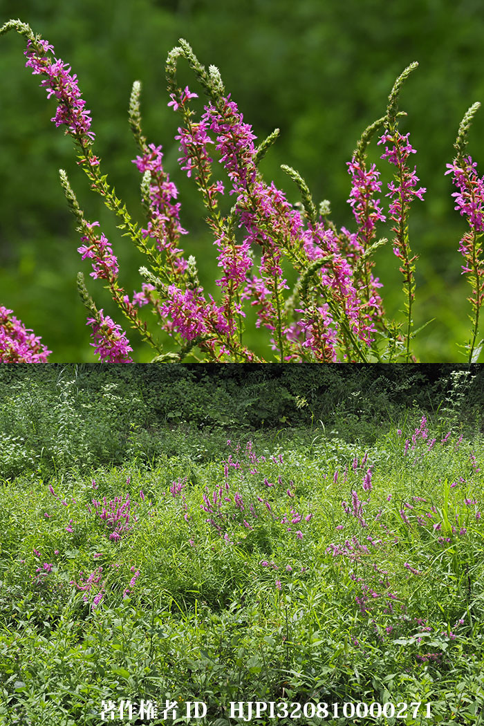 庭の草地のミソハギ