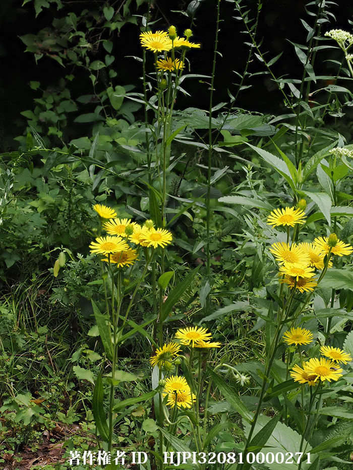 ホソバオグルマ