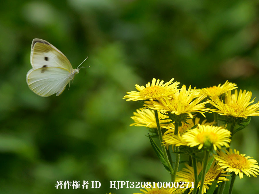 モンシロチョウがオグルマに来た