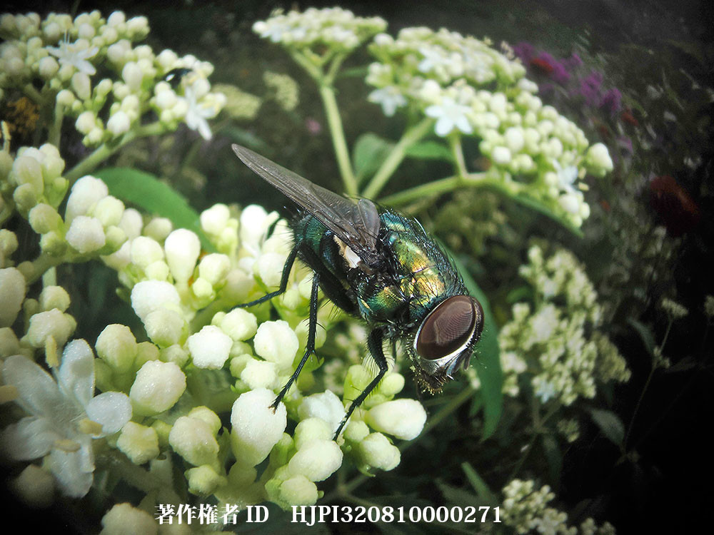 虫の眼レンズでキンバエを撮る