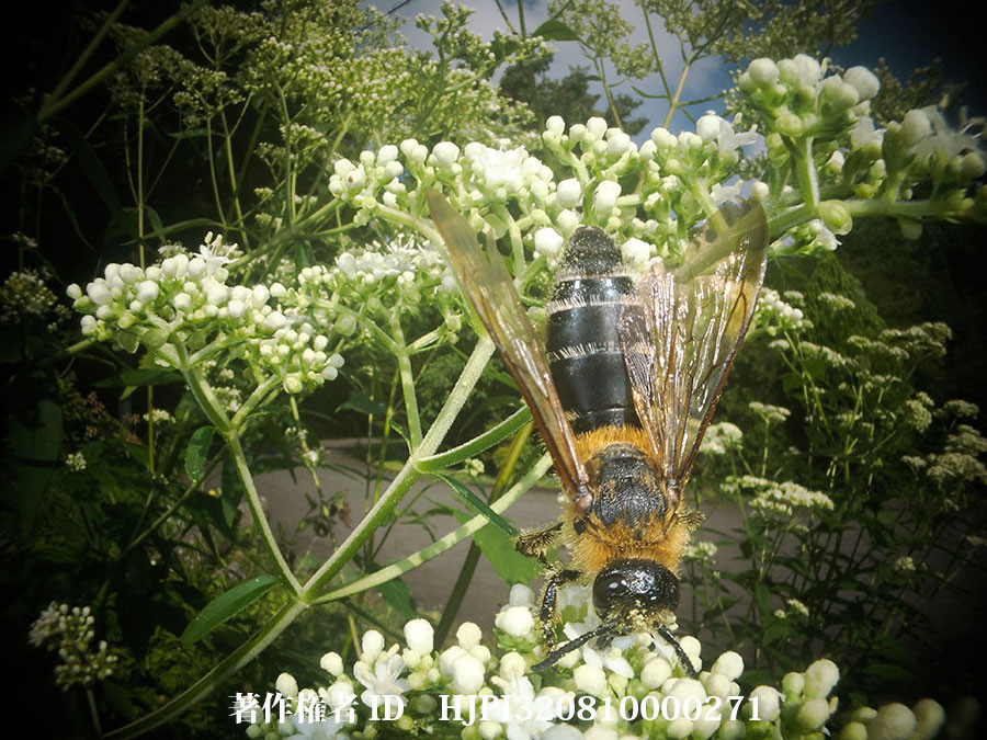 虫の眼レンズでツチバチを撮る