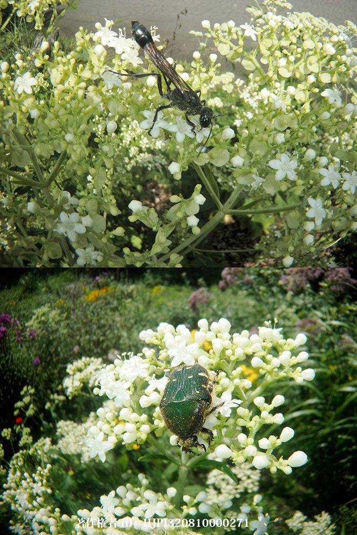 虫の眼レンズの構成を変える