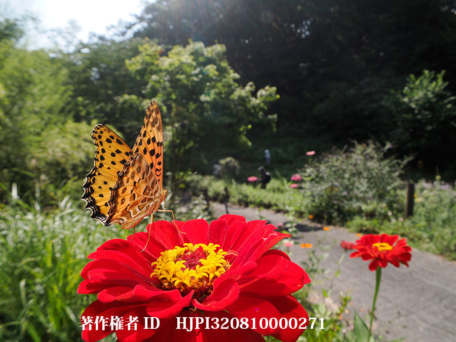 庭のツマグロヒョウモン