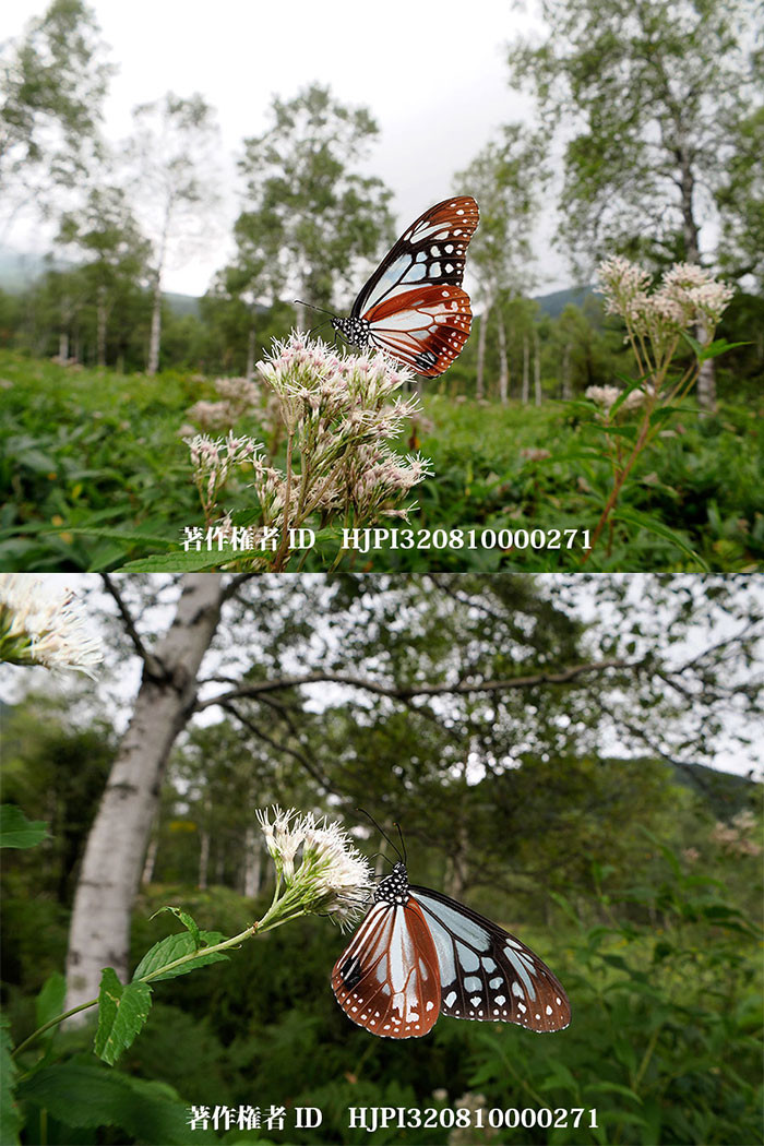 fisheyeコンバーターでアサギマダラを撮る