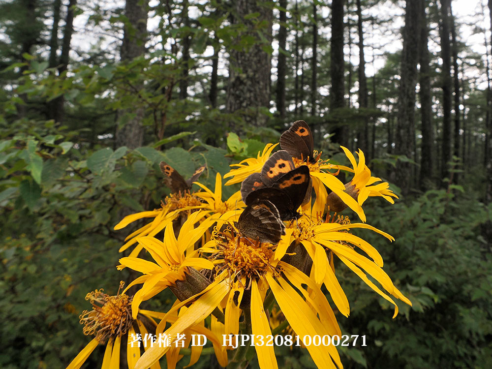 ベニヒカゲをfisheyeコンバーターで