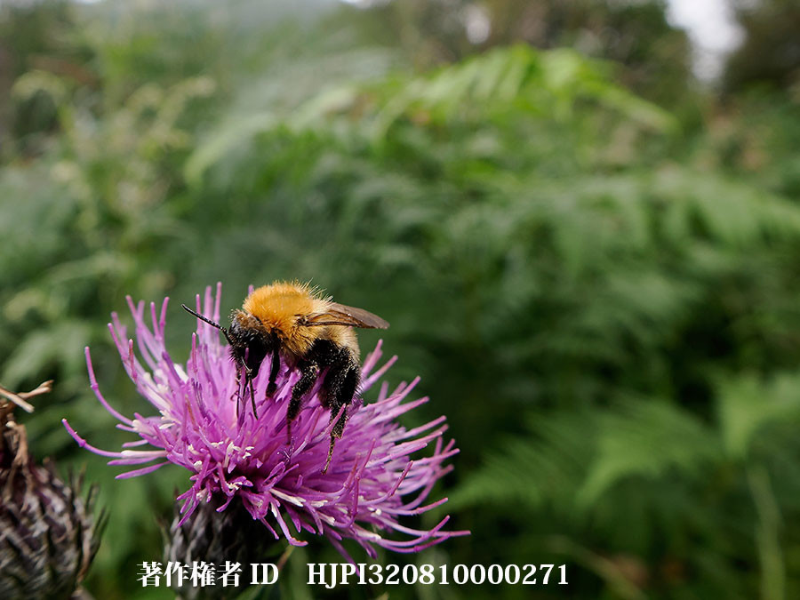 fisheyeコンバーターでマルハナバチをとる