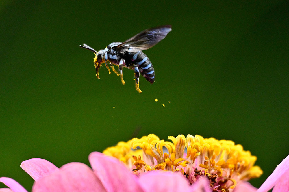 Z9のプリキャプチャー（ルリモンハナバチ）