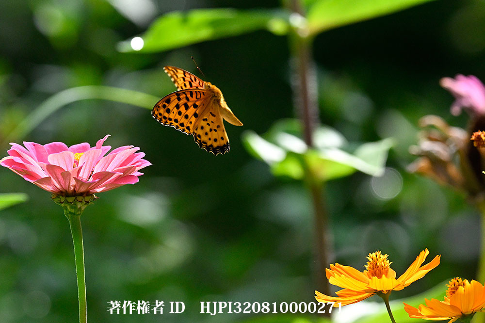 ツマグロヒョウモンをZ9のプリキャプチャーで