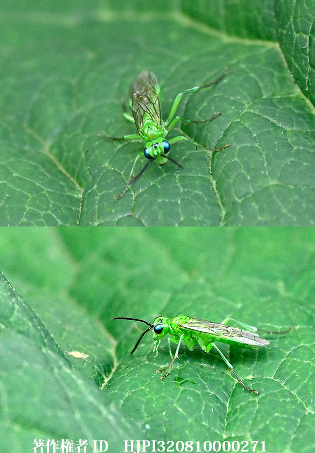 タカネアオハバチ