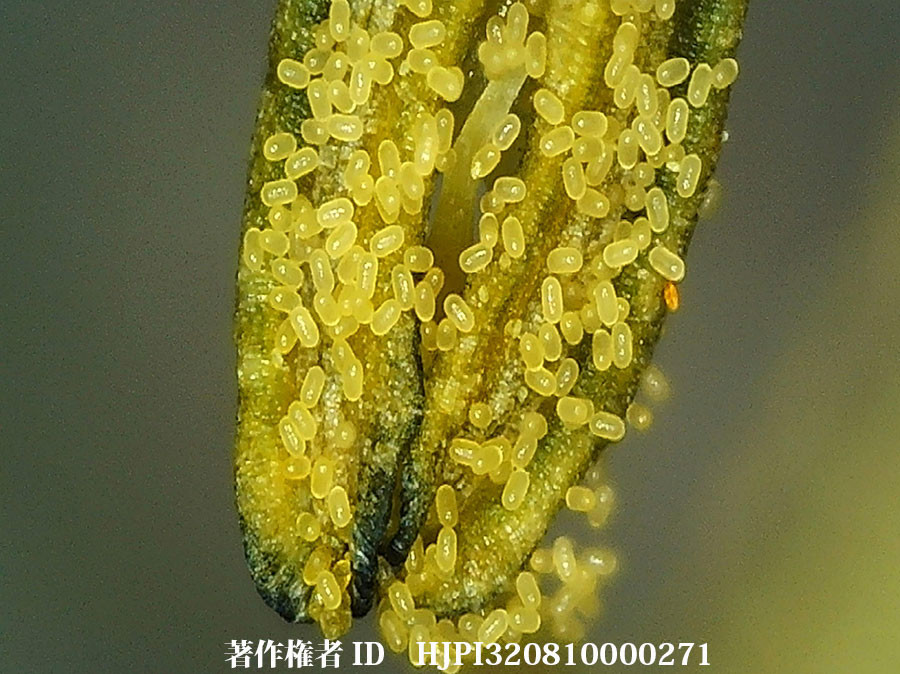 デジタル顕微鏡