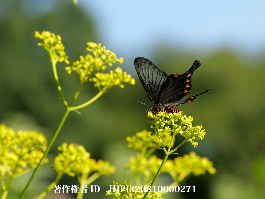 ジャコウアゲハに似ているアゲハモドキ