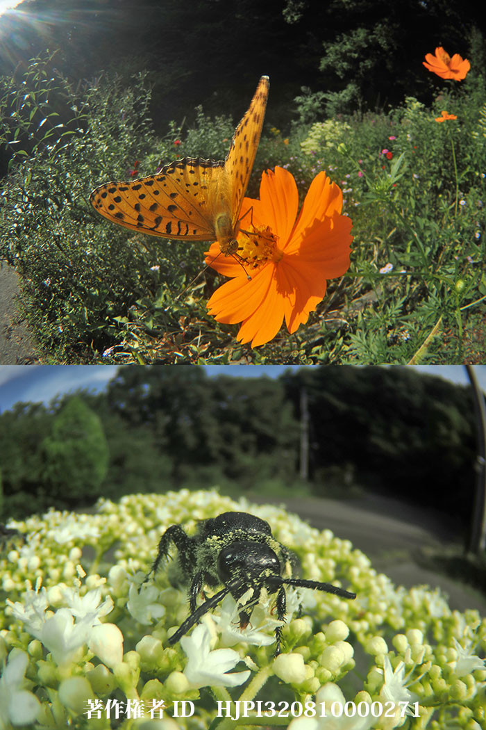 新しい虫の眼レンズ