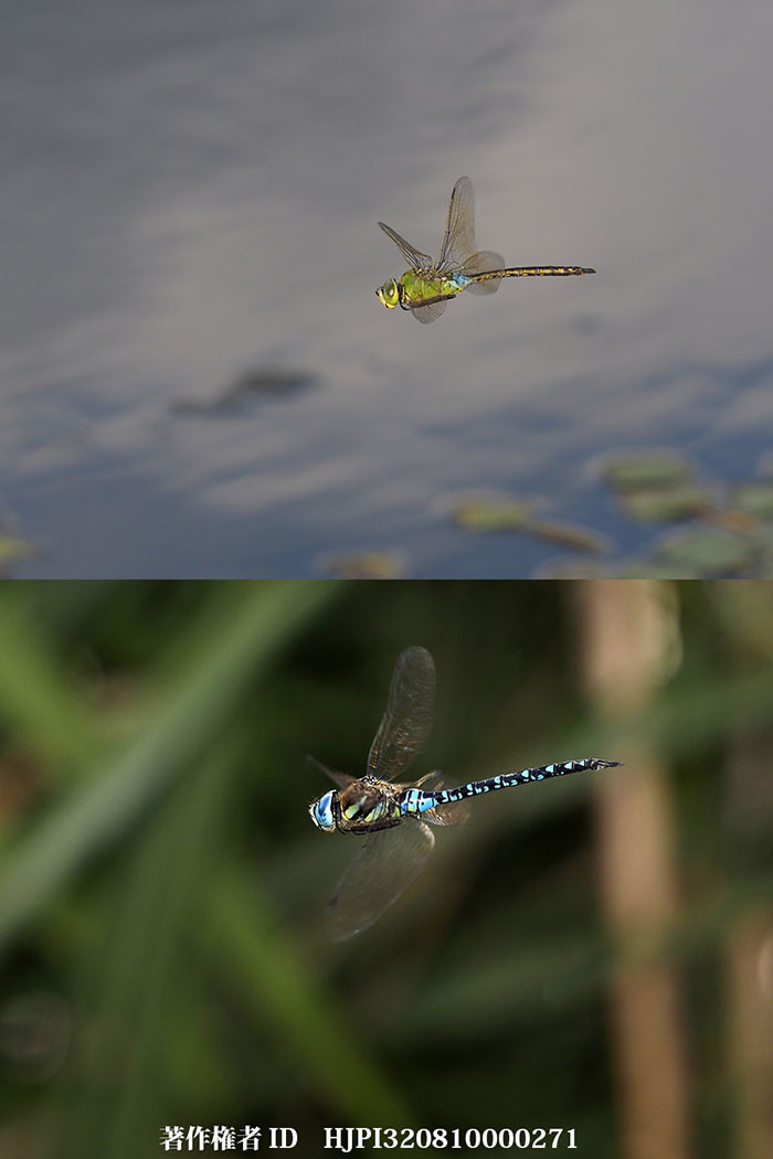 大空を翔るヤンマ