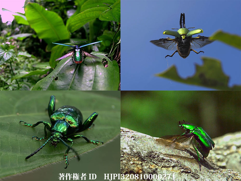 メタリックな甲虫たち