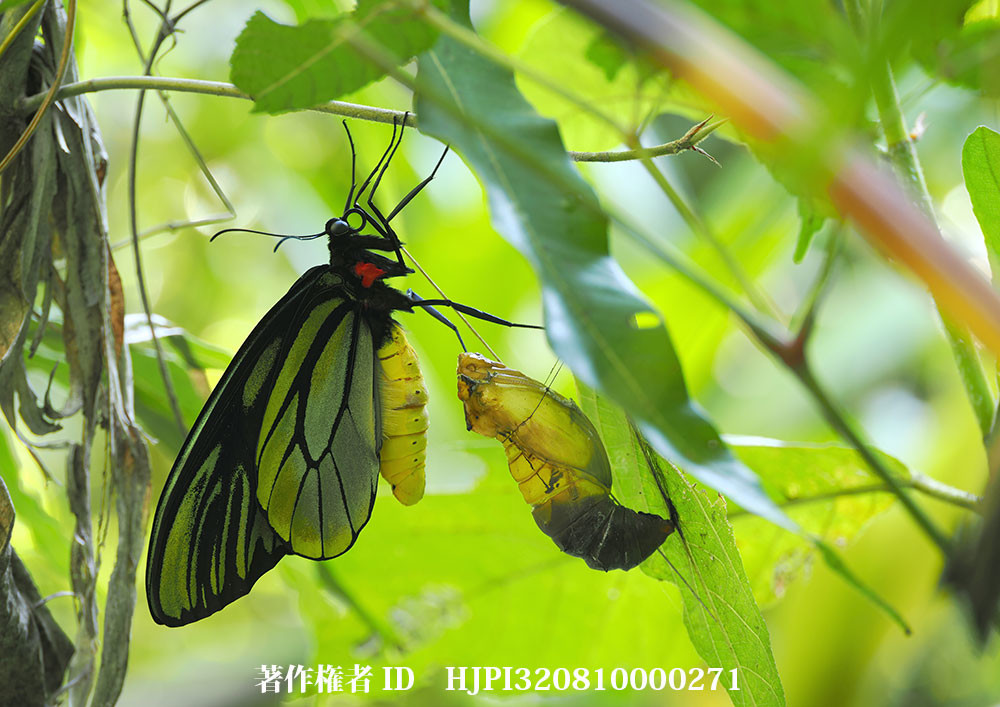 アレキサンドラトリバネアゲハ、羽化したばかりのオス（小諸写真展で展示した写真1）