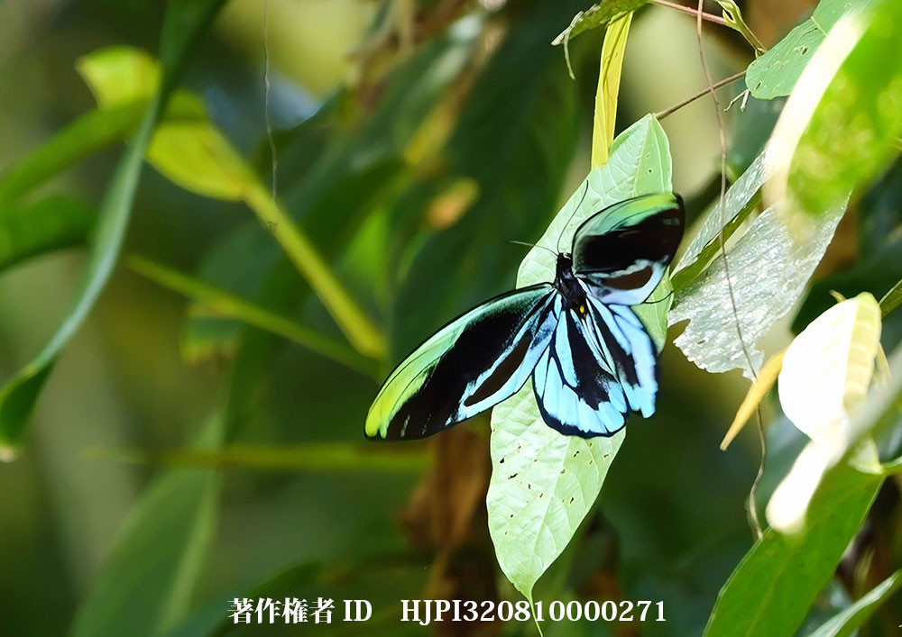 小諸写真展で展示した写真2（飛び立つアレキサンドラトリバネアゲハのオス）