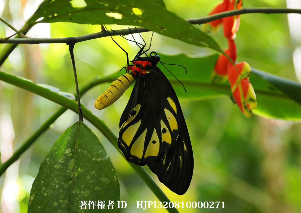 小諸写真展で展示した写真3（アレキサンドラトリバネアゲハ羽化したばかりのメス）