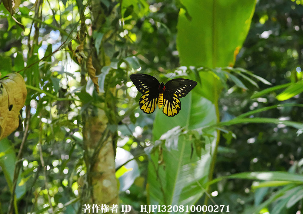 小諸写真展で展示した写真4（森の中を飛ぶアレキサンドラトリバネアゲハのメス）