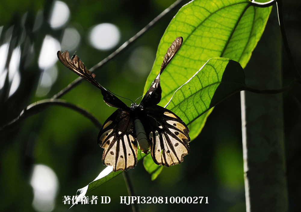 小諸写真展で展示した写真5（アレキサンドラトリバネアゲハが食草に飛来）