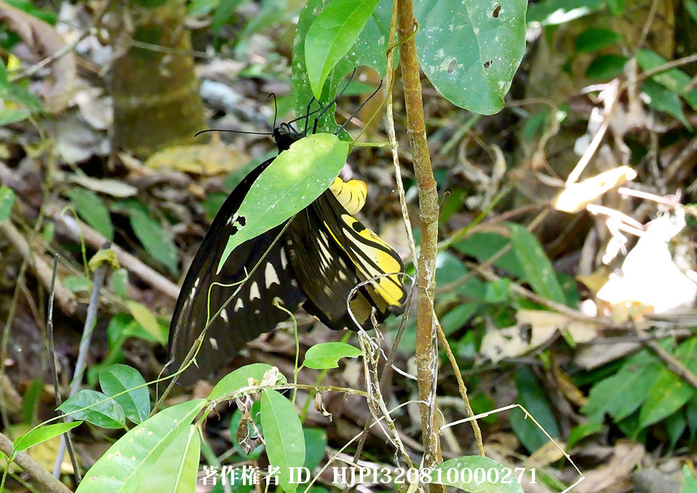 小諸写真展で展示した写真6（アレキサンドラトリバネアゲハの産卵）