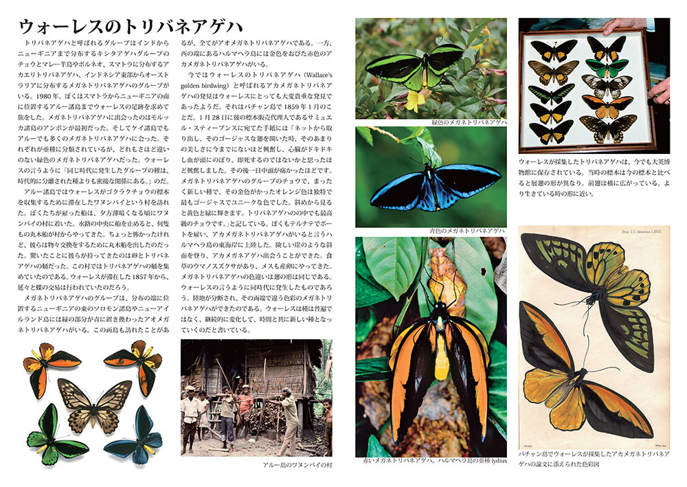 小諸写真展で展示した写真8（ウオーレスのトリバネアゲハ）