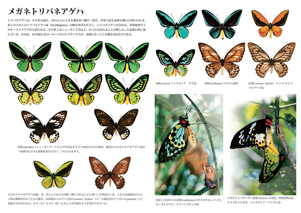 小諸写真展で展示した写真9（メガネトリバネアゲハ）