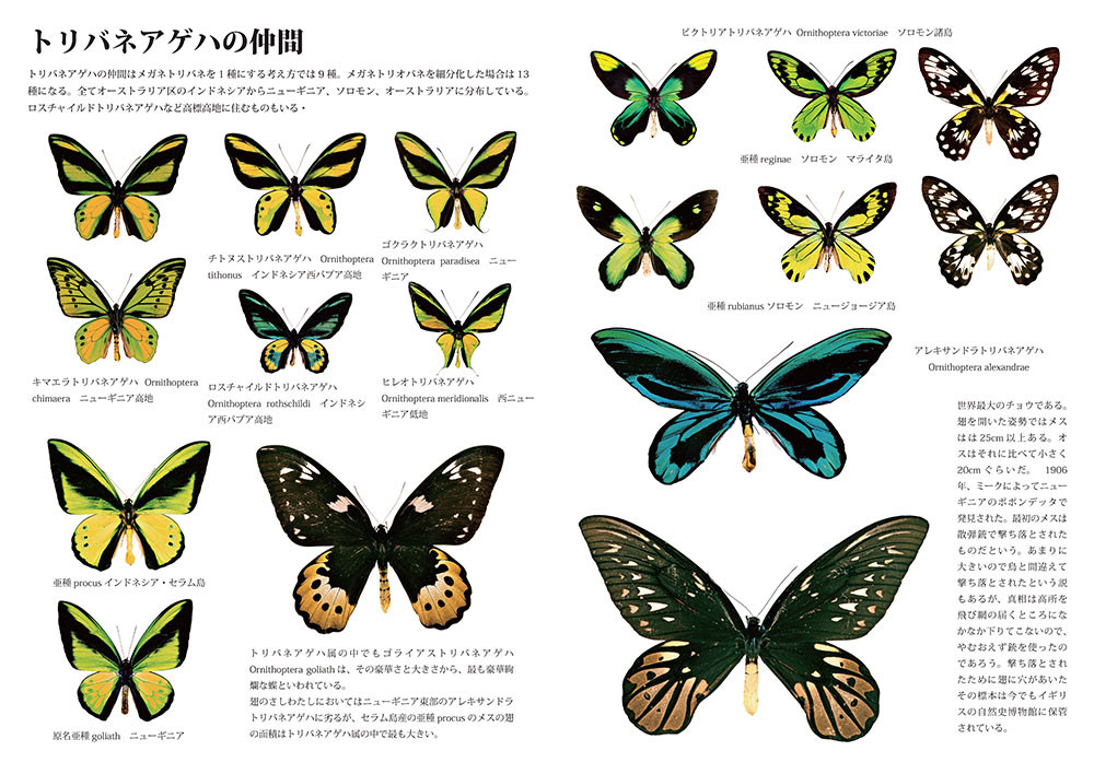 小諸写真展で展示した写真 10（トリバネアゲハの仲間）