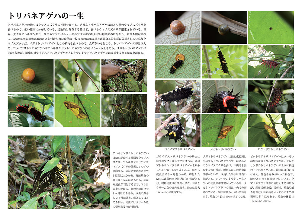 小諸写真展で展示した写真11（トリバネアゲハの一生）