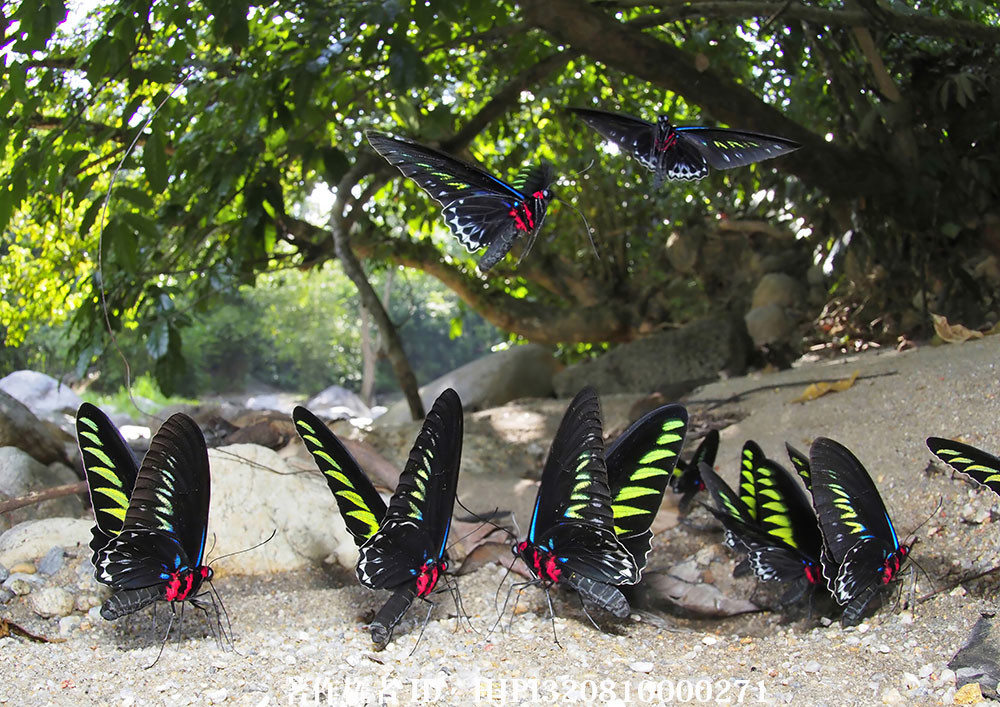 小諸写真展で展示した写真12（アカエリトリバネアゲハの集団吸水）