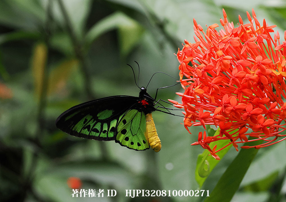 小諸写真展で展示した写真13（メガネトリバネアゲハのオス）