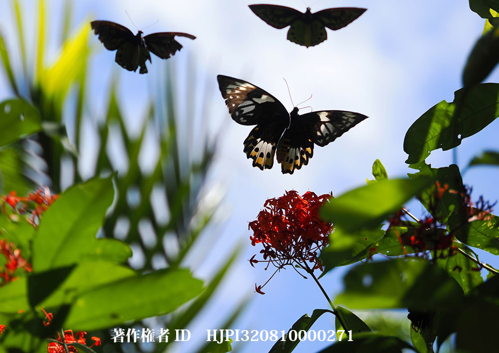 小諸写真展で展示した写真16（メガネトリバネアゲハのメスを巡る攻防）