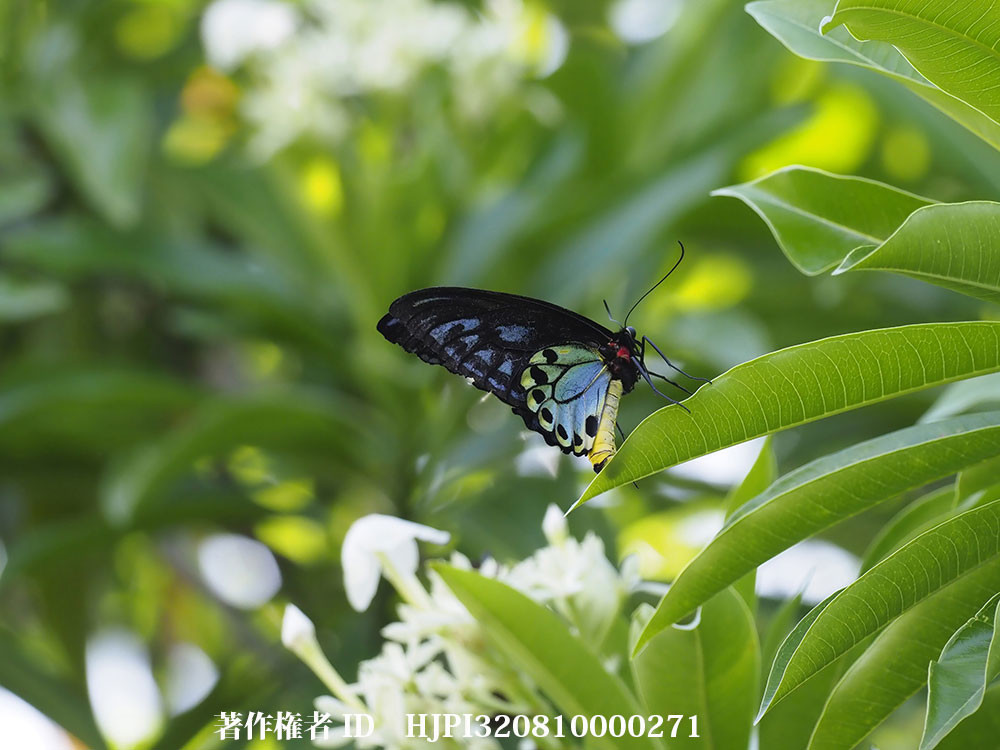 小諸写真展で展示した写真17（ソロモンのアオメガネトリバネアゲハ）