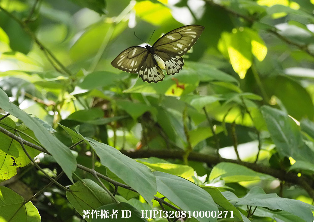 小諸写真展で展示した写真19（食草を探すアオメガネトリバネアゲハ）