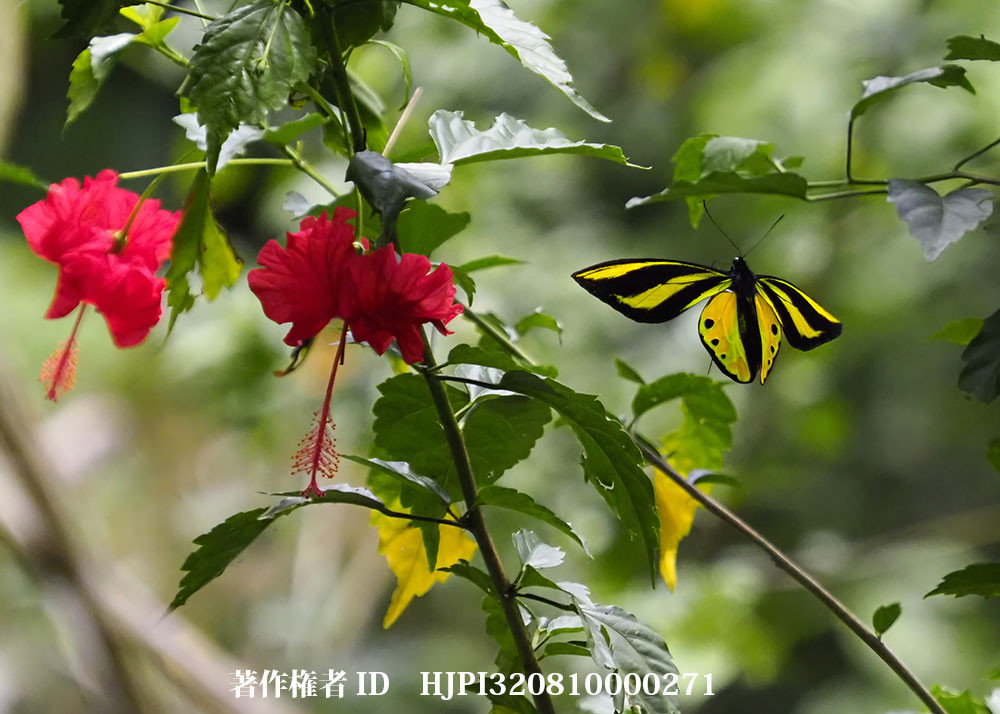 小諸写真展で展示した写真20（チトヌストリバネアゲハのオス）