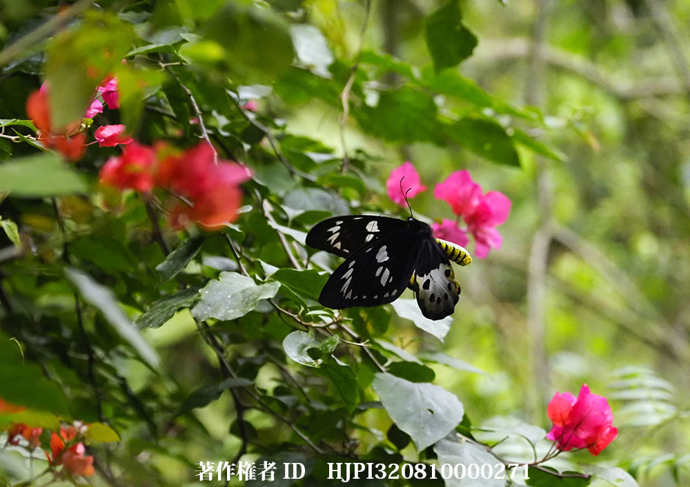 小諸写真展で展示した写真21（チトヌストリバネアゲハのメス）