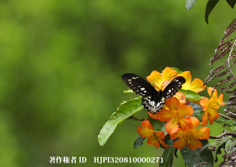 小諸写真展で展示した写真23（ロスチャイルドトリバネアゲハのメス）