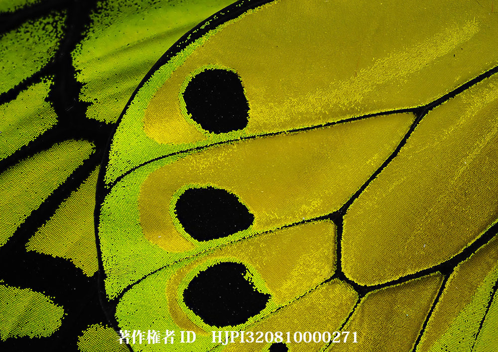 小諸写真展で展示した写真25（ゴライアストリバネアゲハのオスの翅）