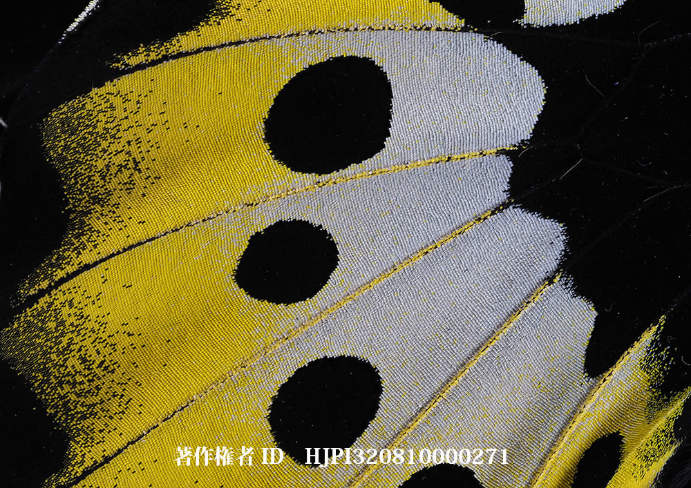 小諸写真展で展示した写真26（ゴライアストリバネアゲハのメスの翅）