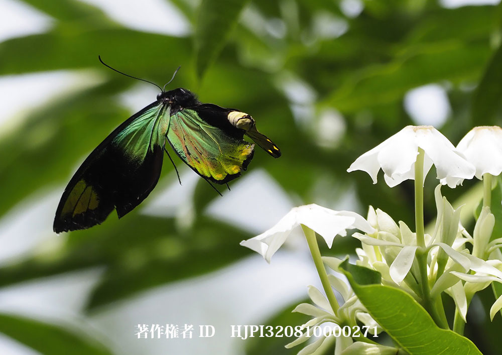 小諸写真展で展示した写真29（飛び立つビクトリアトリバネアゲハのオス）