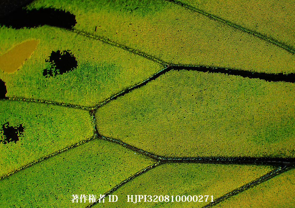 小諸写真展で展示した写真30（ビクトリアトリバネアゲハのオスの翅）