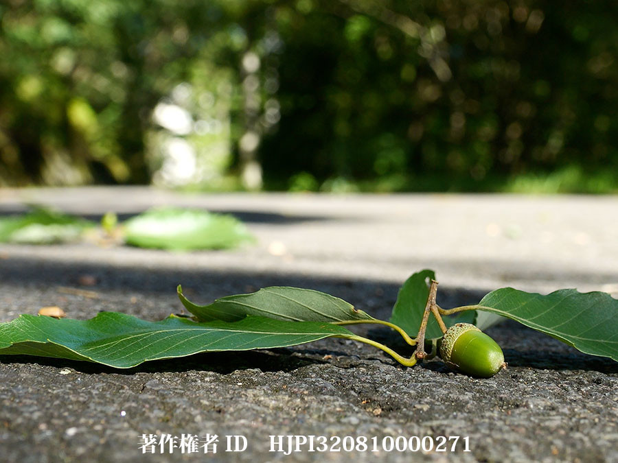 誰が切り落としたの？