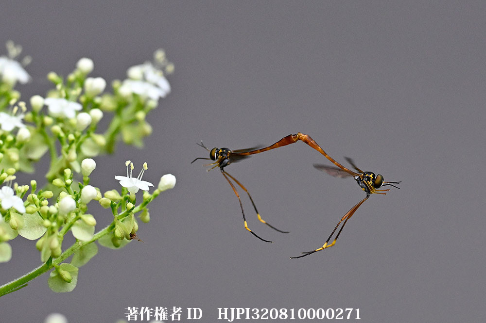 交尾しながら花の蜜を吸うスズキハラボソツリアブ
