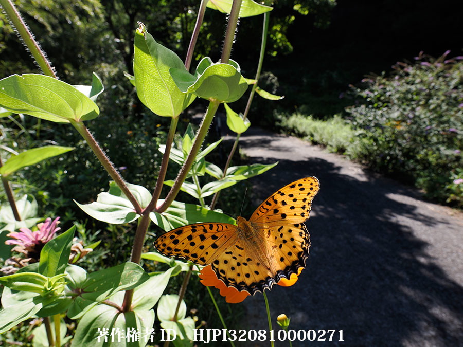 再び庭のツマグロヒョウモン（fisheyeコンバーター）