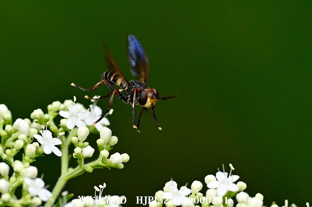 ムネグロメバエの飛翔
