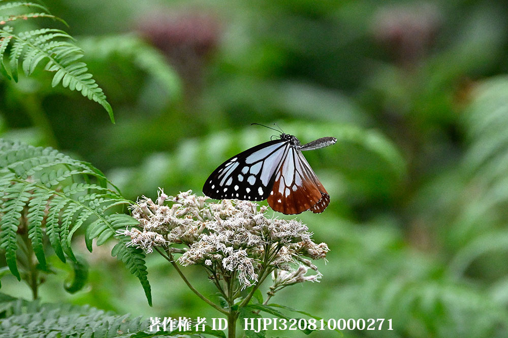 アサギマダラをプリキャプチャーで