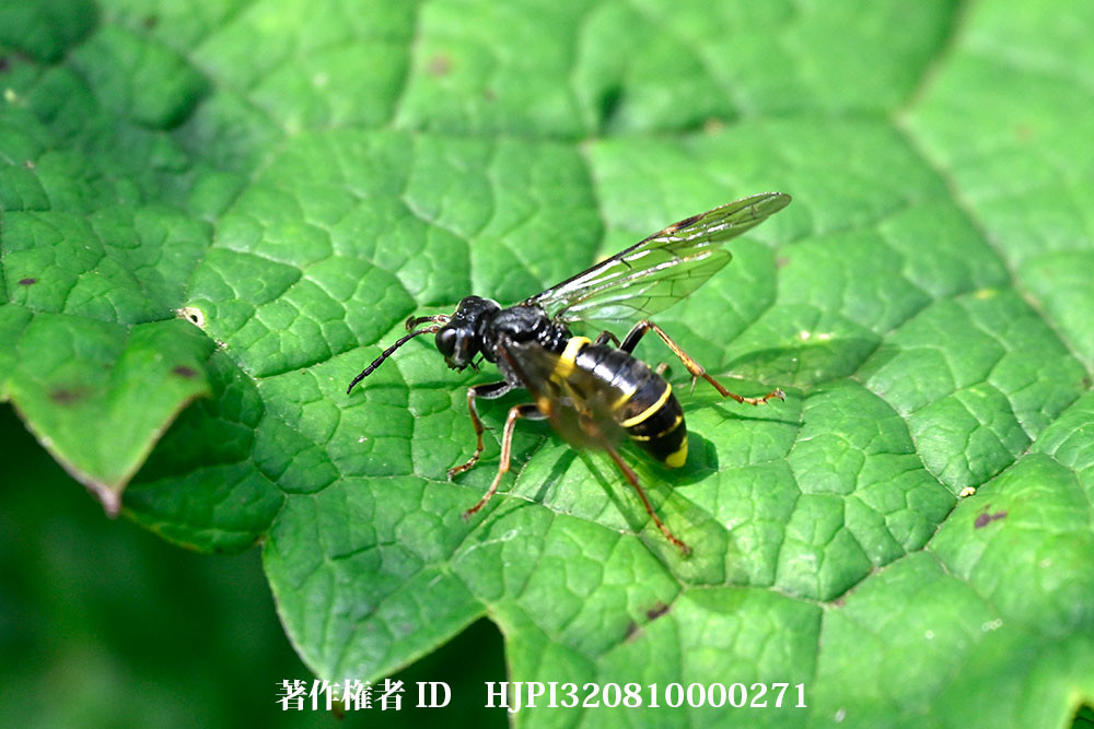 フタオビハバチに似たハバチ